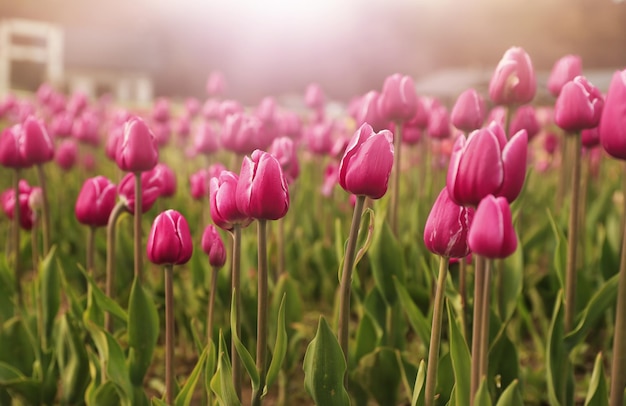 Tulipas roxas em um campo com um céu rosa ao fundo