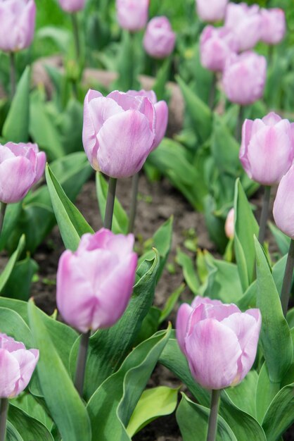 Tulipas roxas florescem sob o sol no jardim