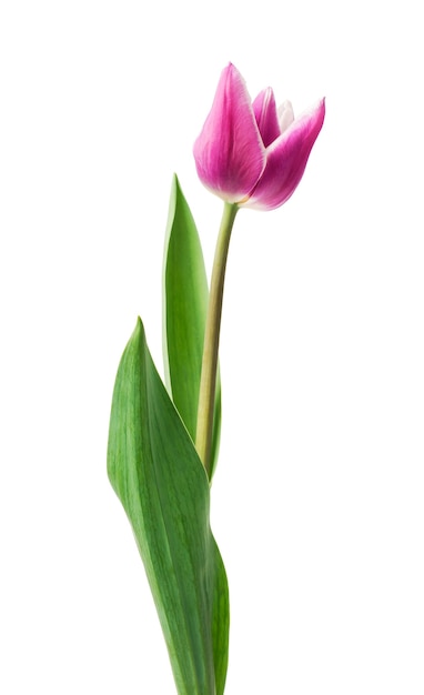 tulipas roxas isoladas no fundo branco