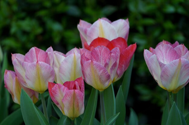 Tulipas sangrantes