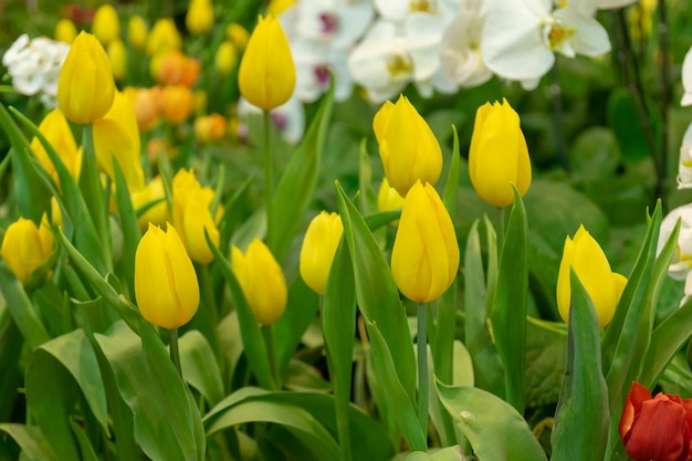 Tulipas são flores em um clima frio e as flores são lindas em várias cores.