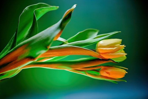 Tulipas verdes e amarelas frescas em fundo neon iluminado Papel de parede de banner de decoração de botânica moderna Copiar espaço para texto