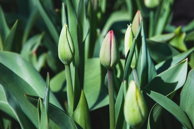 Tulipas verdes fechadas crescem no jardim da primavera