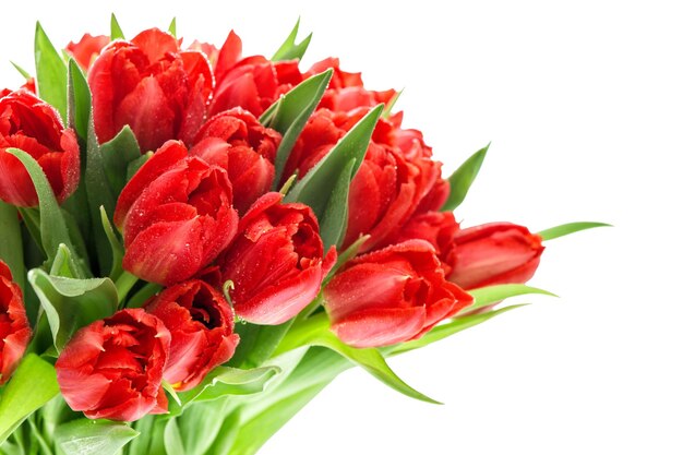 Tulipas vermelhas Bouquet de flores em branco