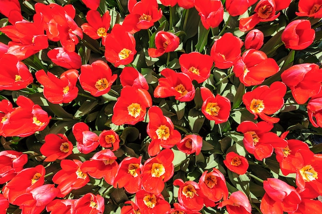 Tulipas vermelhas brilhantes tiro de cima, Keukenhof jardins em Lisse, Holanda