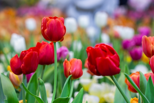 Tulipas vermelhas com bonitas no jardim.