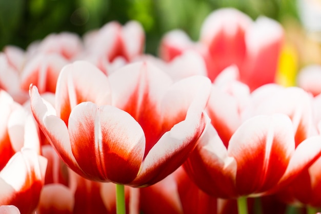 Tulipas vermelhas com bordas brancas