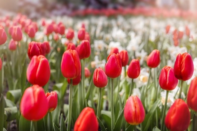 Tulipas vermelhas com outras flores