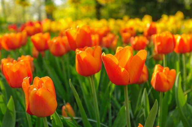 Tulipas vermelhas da Holanda em raios de sol