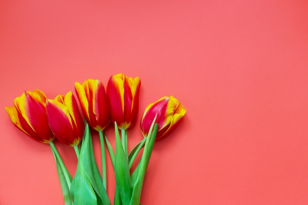 Foto tulipas vermelhas e amarelas em pano de fundo rosa