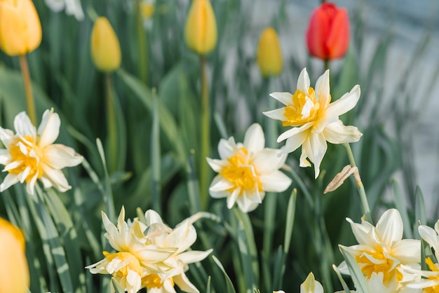 Tulipas vermelhas e amarelas narcisos brancos florescem no jardim na primavera