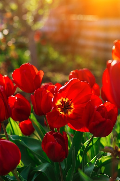 Tulipas vermelhas e amarelas no jardim primavera