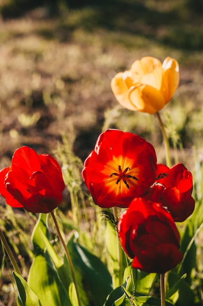 Tulipas vermelhas e amarelas no jardim primavera