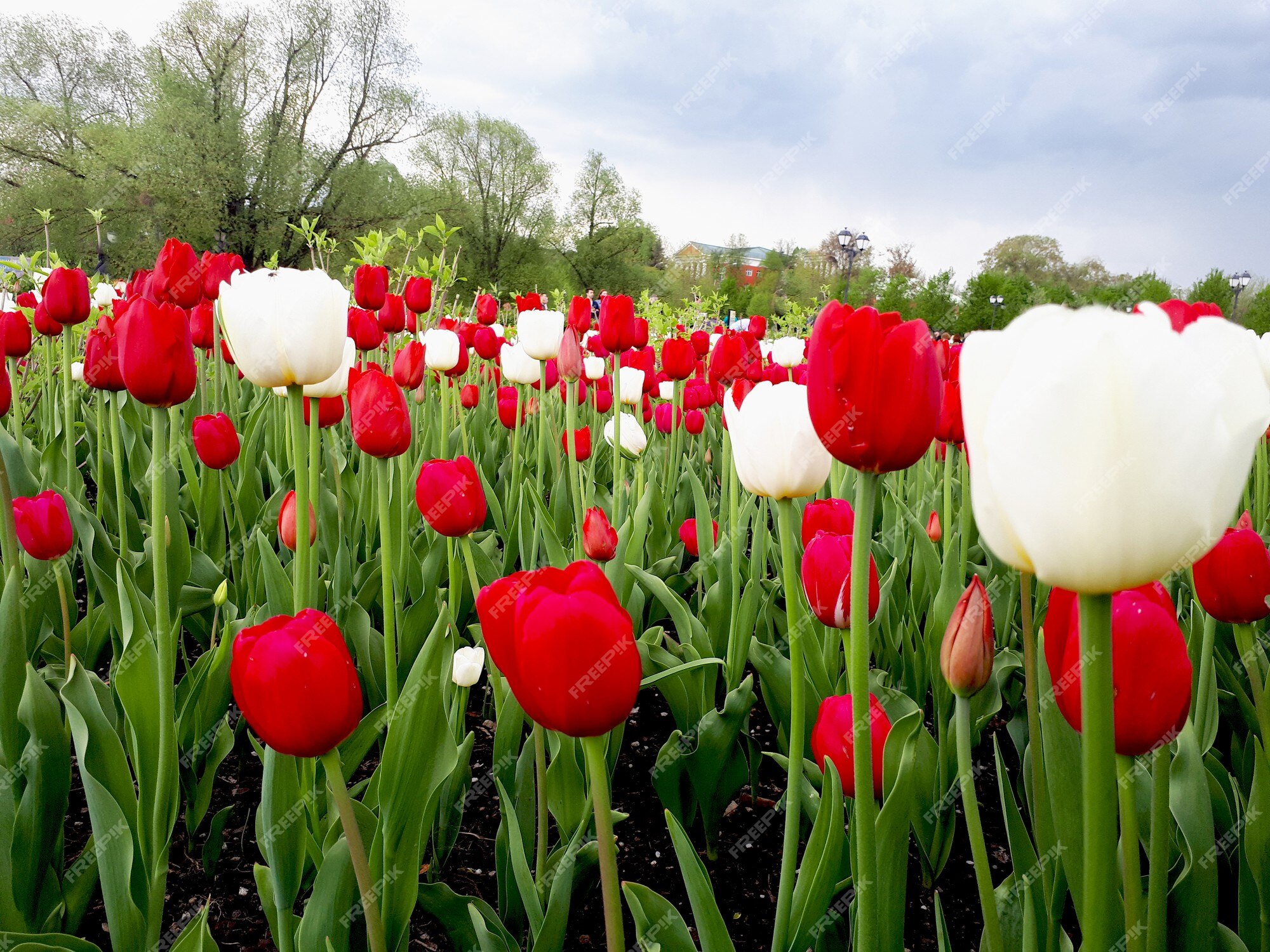 Tulipas vermelhas e brancas no campo de luz solar de lindas tulipas  vermelhas no verão | Foto Premium