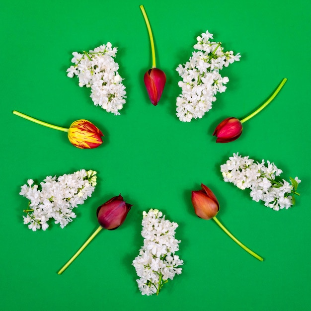 Tulipas vermelhas e lilás branco sobre um fundo verde na forma de um círculo Vista de cima Em branco para cartões postais Dia das Mães Dia da Mulher