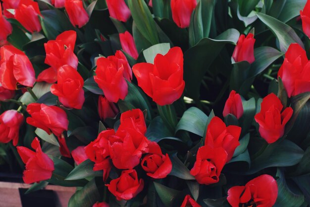 Tulipas vermelhas em flor em dia ensolarado em um jardim com foco seletivo suave