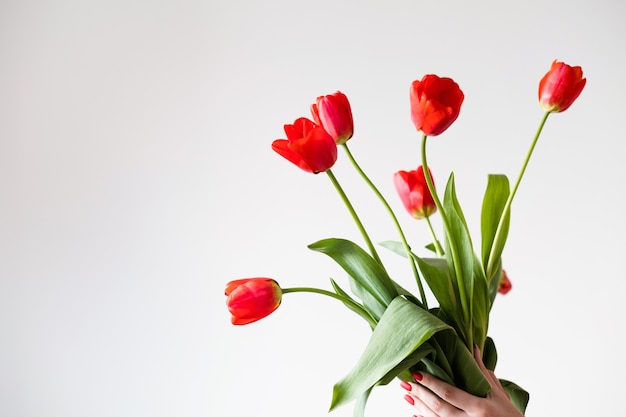 Tulipas vermelhas em fundo branco. flores da primavera e o conceito de floricultura.