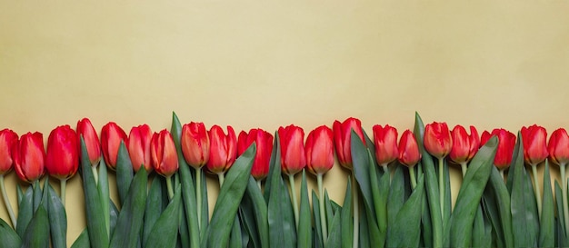 Tulipas vermelhas em plano de fundo amarelo claro com copyspacebanner