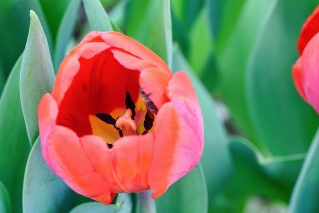 Tulipas vermelhas em um campo de flores