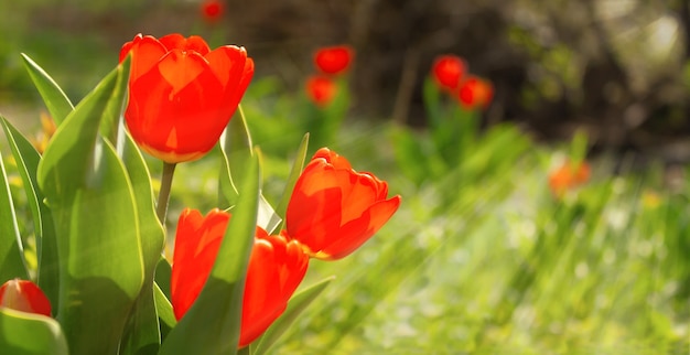 Tulipas vermelhas em um canteiro de flores no jardim são iluminadas pelos raios do sol