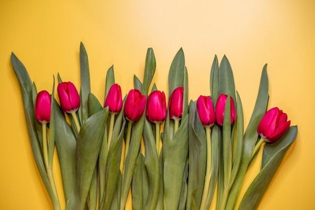 Tulipas vermelhas em um espaço de cópia de fundo amarelo