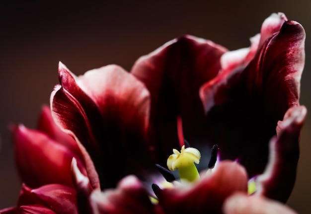 Tulipas vermelhas em um vaso em um fundo escuro