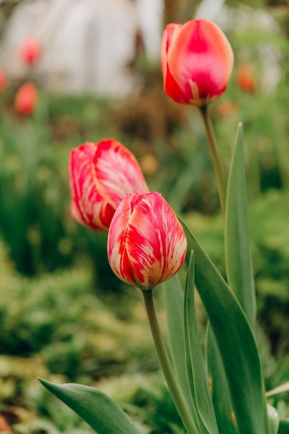 Tulipas vermelhas florescem na primavera depois da chuva