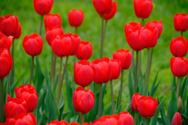 Tulipas vermelhas fundo verdeFlores lindas e brilhantesNatureza da primavera