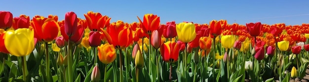 Tulipas vermelhas laranja em um campo de verão ou primavera no banner de fundo do céu azul Generative AI