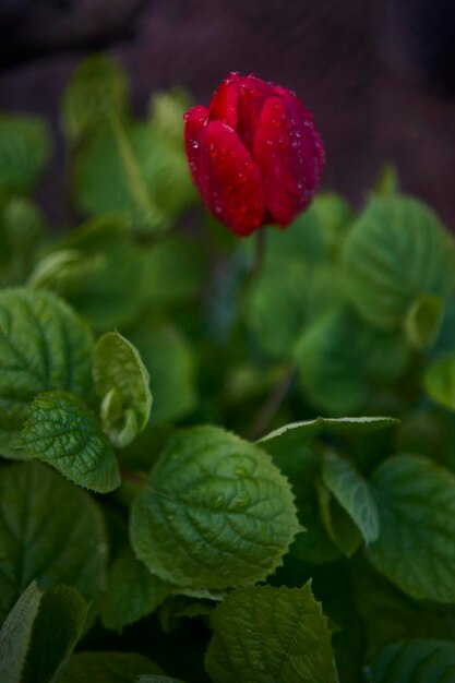 tulipas vermelhas murchas cobertas de gotas de água depois da chuva