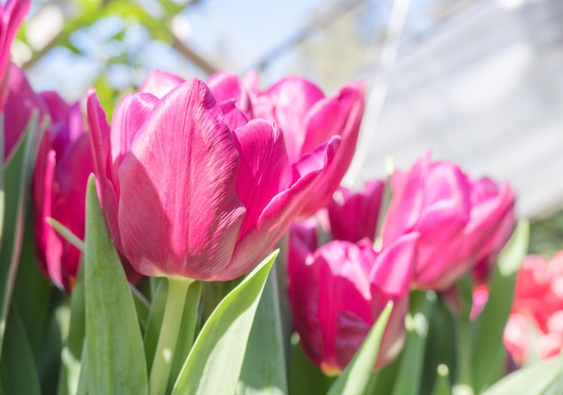 Tulipas vermelhas nos campos de estufa de tulipas agronegócio de mudas de primavera