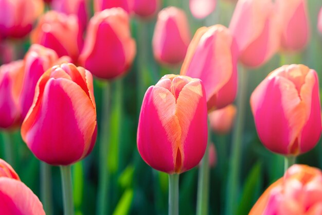 Foto tulipas vermelhas numa manhã ensolarada de primavera papel de parede natural closeup foco seletivo