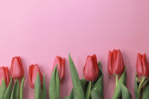 Tulipas vermelhas seguidas em uma vista superior de fundo rosa O conceito de parabéns mães Dia Ma