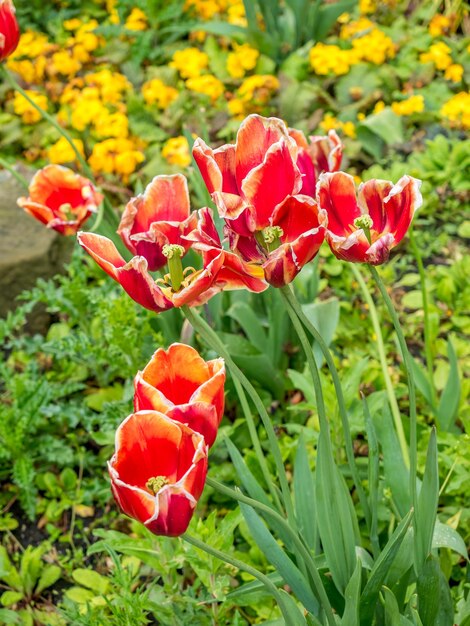 Tulipas vermelhas sobre fundo desfocado verde