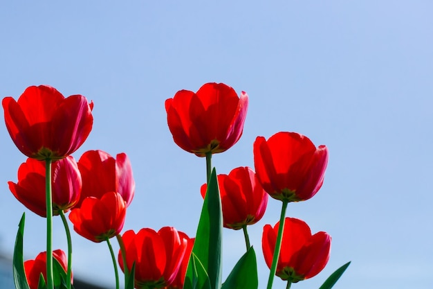 Tulipas vermelhas sobre o céu azul