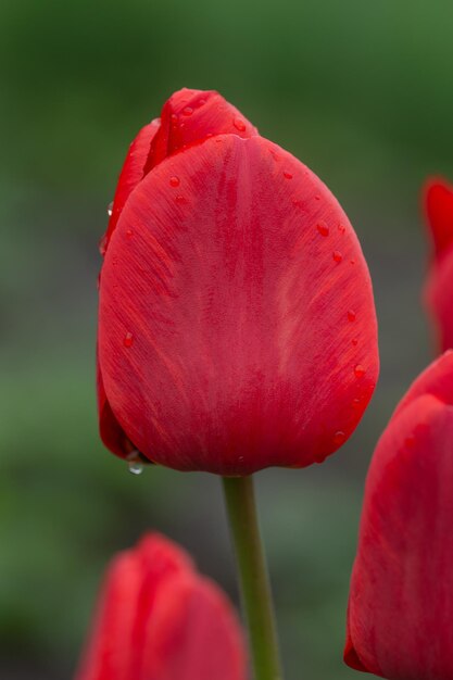 Tulipas vermelhas sobre o fundo do jardim Tulipa colorida vermelha