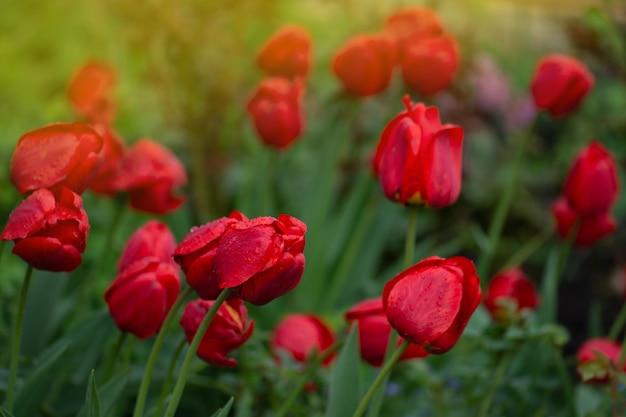 Tulipas vermelhas sobre o fundo do jardim Tulipa colorida vermelha