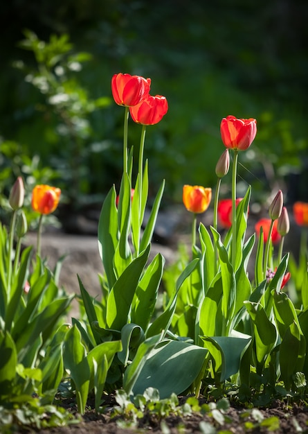 Tulipas vermelhas