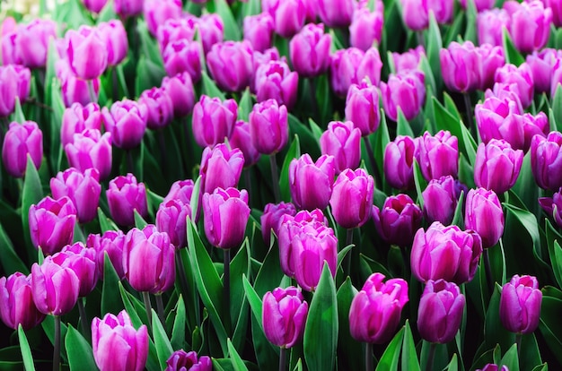 Tulipas violetas, roxas, lilás. Conceito de verão e primavera, copie o espaço. Campo de flores da tulipa na luz solar. Foco seletivo suave.