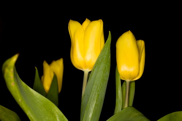 Foto tulipas