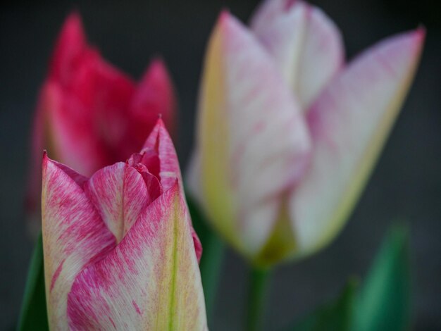 Tulipas