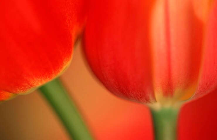 Foto tulipas