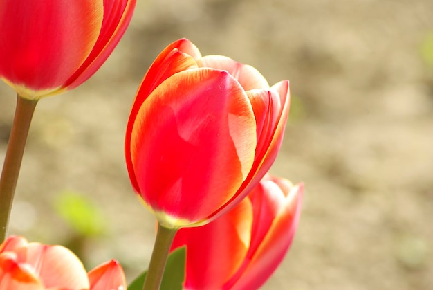 tulipas