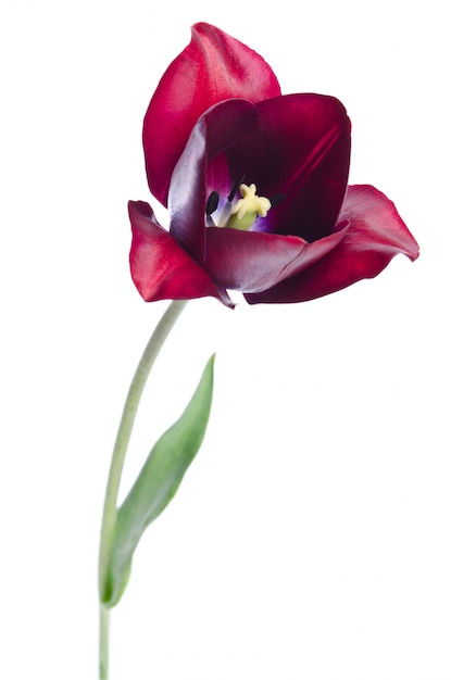 Tulpe auf einem hellen Hintergrund