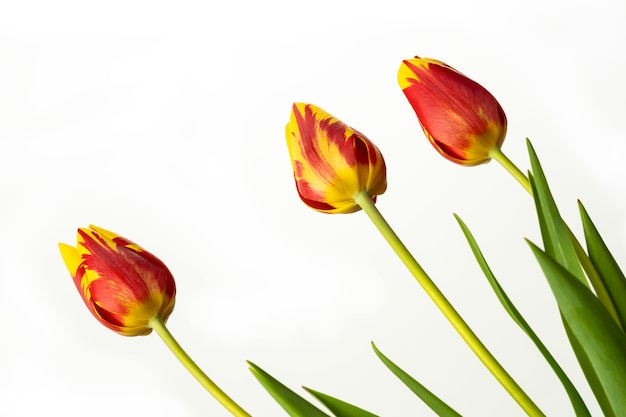 Tulpe Blume. Rot und Gelb mit grünen Blättern auf weißem Hintergrund.