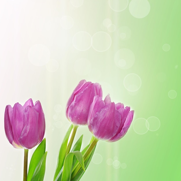 Tulpe Blumen Hintergrund