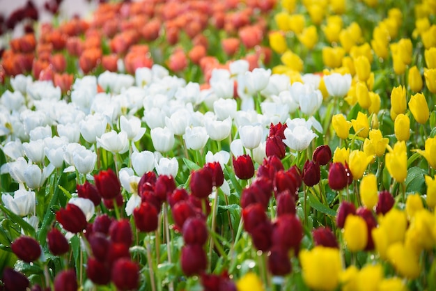 Tulpe Blumen