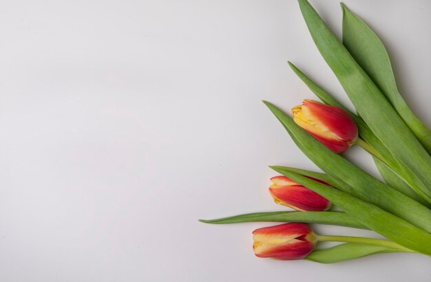 tulpe blumenstrauss natur farbe anordnung haufen schönheit pflanze