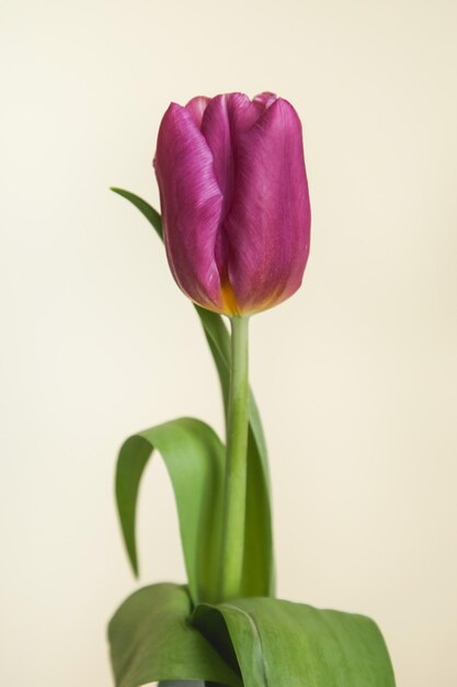 Tulpe Copex