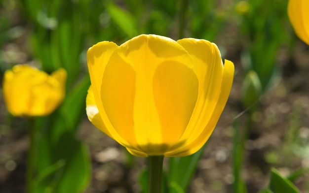 Tulpe gelb